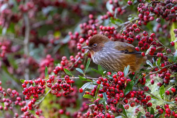 stock image Taiwan barwing bird eating red fruits in a tree