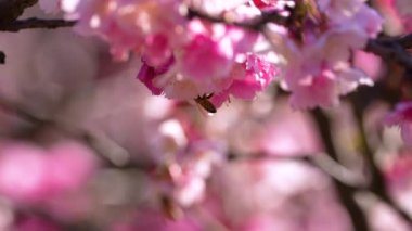 Arılar yavaş çekimde nektar toplarlar.