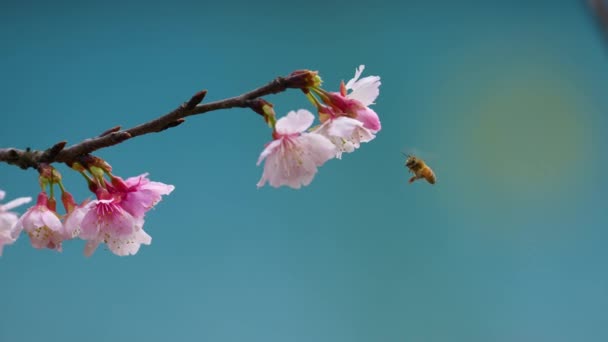 蜜蜂慢动作采蜜 — 图库视频影像