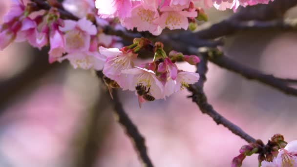 Пчела Собирает Нектар Замедленной Съемке — стоковое видео