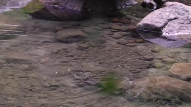 食べ物を探している水の中のブラウンディッパー — ストック動画