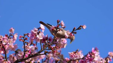 Kestane kuyruklu Starling yavaş çekimde kiraz ağacında nektar arıyor.