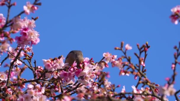 ネクターを食べる桜の木のゆっくりとした動きでチェスナットテールのスターリング — ストック動画