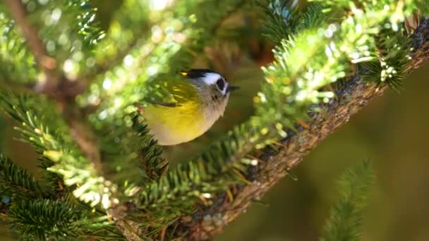 Płomień Zwolnionym Tempie Drzewie Endemiczny Ptak Tajwanu — Wideo stockowe