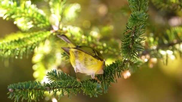 Yavaş Çekimde Alevli Bir Ağaç Tayvan Özgü Bir Kuş — Stok video
