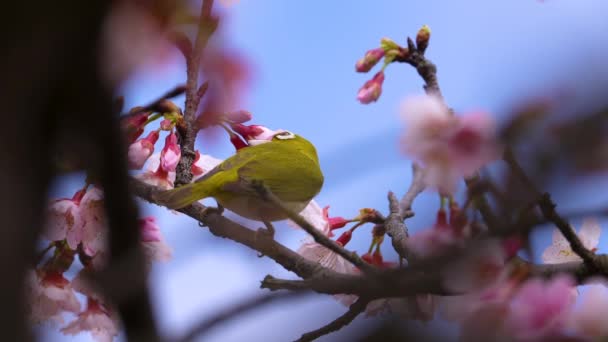 Japanese White Eye Collecting Nectar Slow Motion — Stock Video