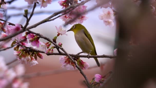 Japanese White Eye Collecting Nectar Slow Motion — Stock Video