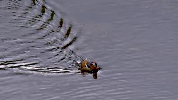 Mandarin Entenmännchen Wasser — Stockvideo