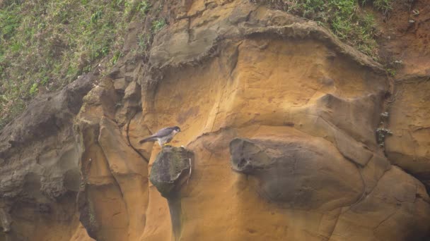 Peregrine Falcon Slow Motion Sitting Rock — Stock Video