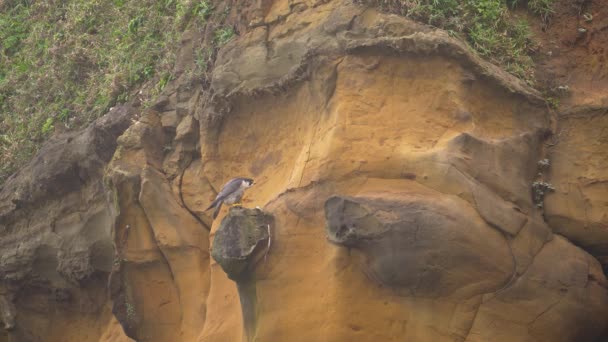 Wanderfalke Sitzt Zeitlupe Auf Einem Felsen — Stockvideo