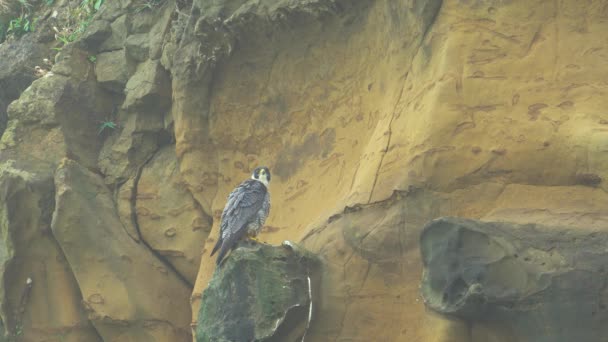 Peregrine Falcon Sitting Rock — Stock Video