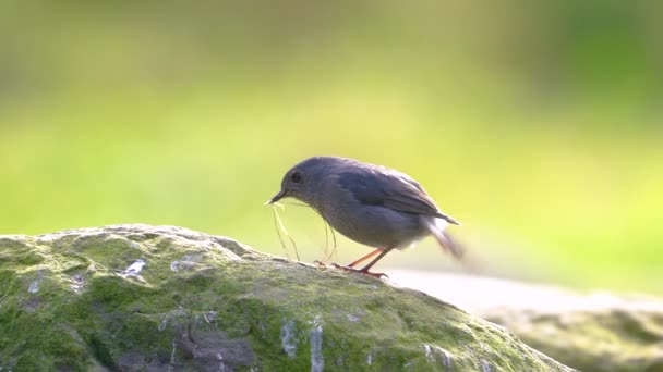Hausrotschwanz Mit Nestmaterial Und Wassergeräusch — Stockvideo