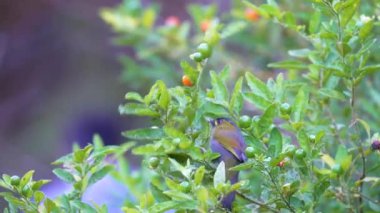 Steere 's Liocichla meyvelerle besleniyor