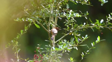 Tayvan Barwing yavaş çekimde bir ağaçtan uçuyor.