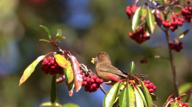 Tayvan Rosefinch ağır çekimde kırmızı meyve yiyor