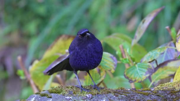 台湾吹口哨 好奇的鸟 — 图库视频影像
