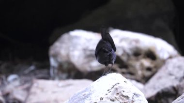 Tayvan Islık çalımı bir kayanın üzerinde oturuyor.