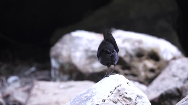 台湾吹口哨 推挤坐在岩石上 — 图库视频影像