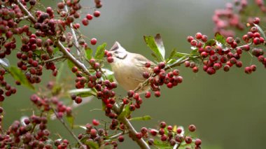 Tayvan Yuhina ağaçta yaprak yiyor.