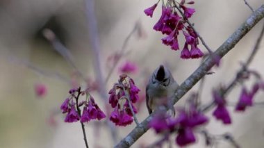 Tayvan Yuhina yavaş çekimde bir daldan uçuyor.