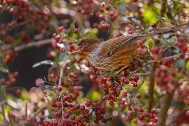 Tayvan havlayan Tayvan 'ın yerli kuşu ağaçta tünemiş kırmızı meyveler yiyor, gagasında kırmızı meyve olan bir kuş.