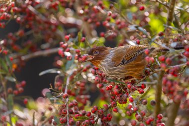 Tayvan havlayan Tayvan 'ın yerli kuşu ağaçta tünemiş kırmızı meyveler yiyor, gagasında kırmızı meyve olan bir kuş.