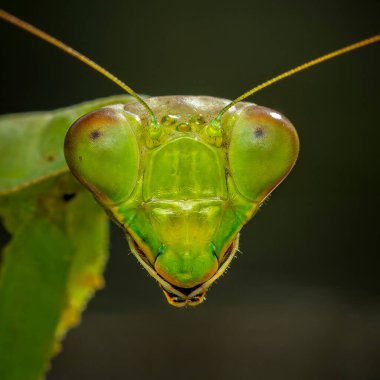 Dev Asya Mantid 'i, hiyerodula membranacea peygamber devesinin makro görüntüsü, peygamberdevesi kafasının detayları.