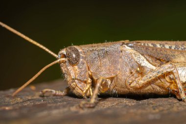 Çekirge yakın çekim, böcek makro çekim, böceğin gözü, böceğin detayları.