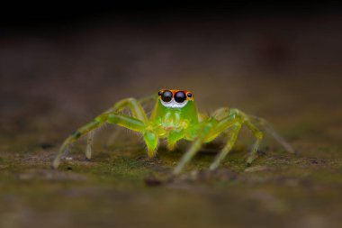 Yeşil zıplayan örümcek, örümceğe yakın, yeşil örümceğin gözleri