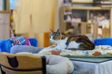 Masada oturan kedi insanları merak ediyor.