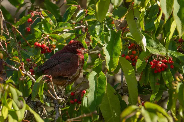 Taiwan Rosefinch Macho Empoleirado Árvore Comendo Frutas Pássaro Endêmico Taiwan — Fotografia de Stock
