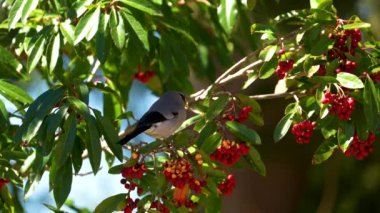 Tayvan ispinozu ağır çekimde yiyor, kuşlar kırmızı meyveleri yiyor.