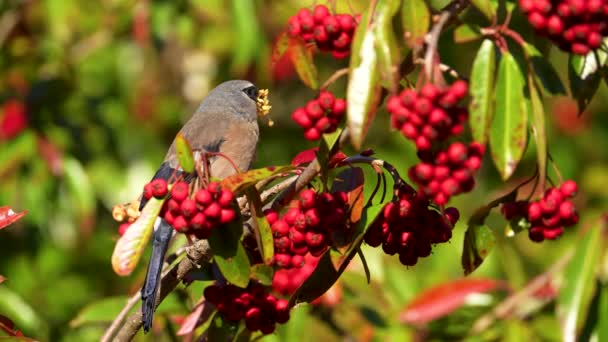 Taiwan Bullfink Äter Slow Motion Endemisk Fågel Äter Röda Frukter — Stockvideo