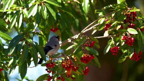 Taiwán Bullfinch Comer Cámara Lenta Pájaro Endémico Comer Frutas Rojas — Vídeos de Stock