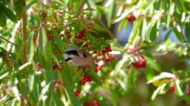 Tayvan ispinozu ağır çekimde yiyor, kuşlar kırmızı meyveleri yiyor.