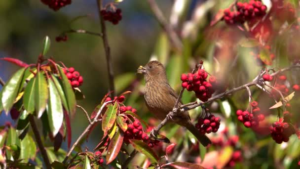 Taiwan Rosefinch Comer Frutas Câmera Lenta — Vídeo de Stock