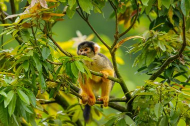 Taipei hayvanat bahçesindeki ağaçta oturan siyah şapkalı sincap maymunu.