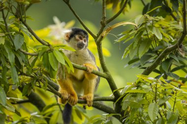 Taipei hayvanat bahçesindeki ağaçta oturan siyah şapkalı sincap maymunu.