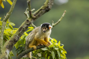 Taipei hayvanat bahçesindeki ağaçta oturan siyah şapkalı sincap maymunu.