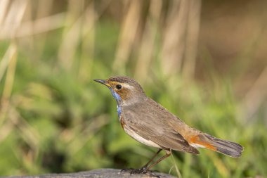 Bluethroat, Luscinia svecica. Sabahın erken saatlerinde, erkek bir kuş kayanın üzerinde oturur.