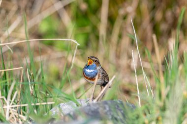 Bluethroat, Luscinia svecica. Sabahın erken saatlerinde, erkek bir kuş kayanın üzerinde oturur ve şarkı söyler.