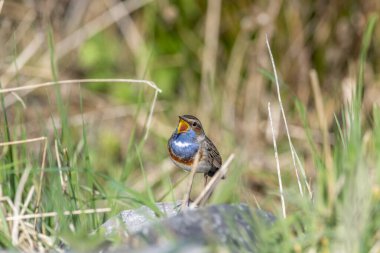 Bluethroat, Luscinia svecica. Early in the morning, a male bird sits on the rock singing clipart