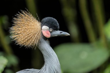 Portrait of a grey crowned crane in Taipei ,Taiwan zoo clipart