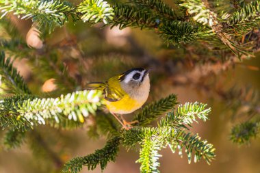 Tayvan 'ın alevli kuşları sabahın ilk ışıklarıyla bir ağaca tünedi.