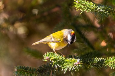 Tayvan 'ın alevli kuşları sabahın ilk ışıklarıyla bir ağaca tünedi.