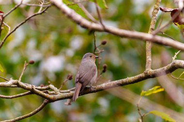 Tayvan 'ın canlı Niltava dişisi Tayvan dağında kırmızı meyvelerle bir ağaca tünedi.