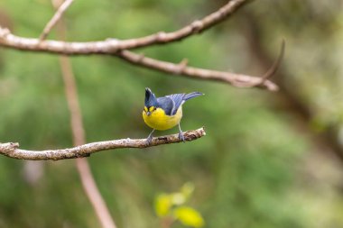 Taiwan yellow tit an endemic bird of Taiwan perched on a tree in the forest in Taiwan
