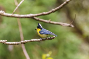 Taiwan yellow tit an endemic bird of Taiwan perched on a tree in forest of Taiwan
