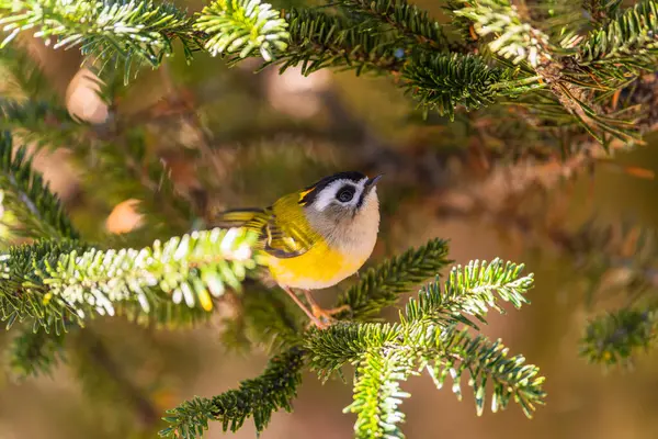 Flamecrest Endemic Bird Taiwan Perched Tree Morning Light — Stock Photo, Image
