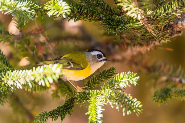 Flamecrest Endemic Bird Taiwan Perched Tree Morning Light — Stock Photo, Image